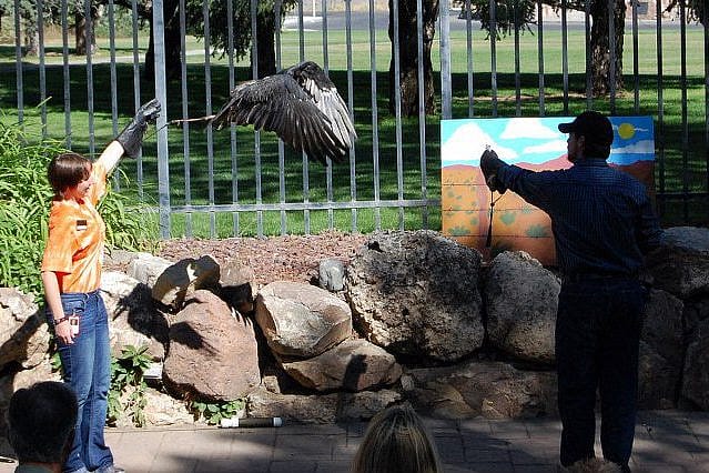 Suli flying between our summer interns, Sarah and Brandon. From the Buffalo Bill Center of the West