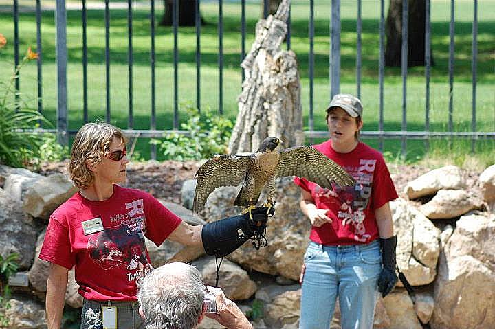 Intern Sarah presenting our summer program at the Buffalo Bill Center of the West, with Rose and Hayabusa.