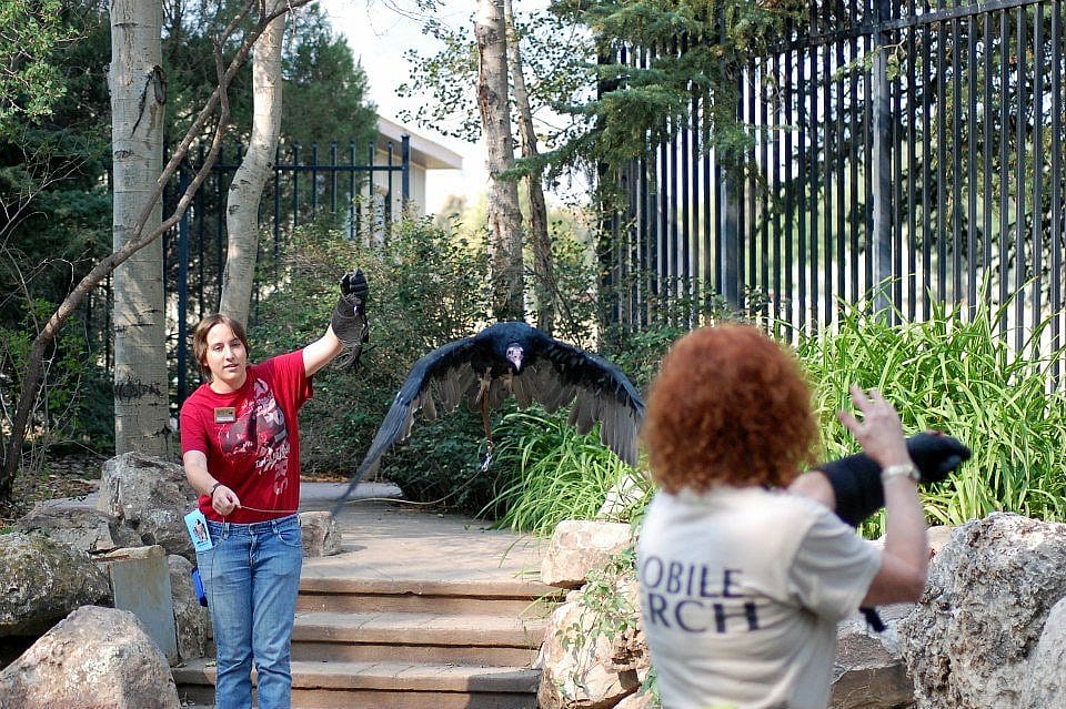 Suli flying from Sarah to Anne during a summer program at the Buffalo Bill Center of the West. What a crowd pleaser!