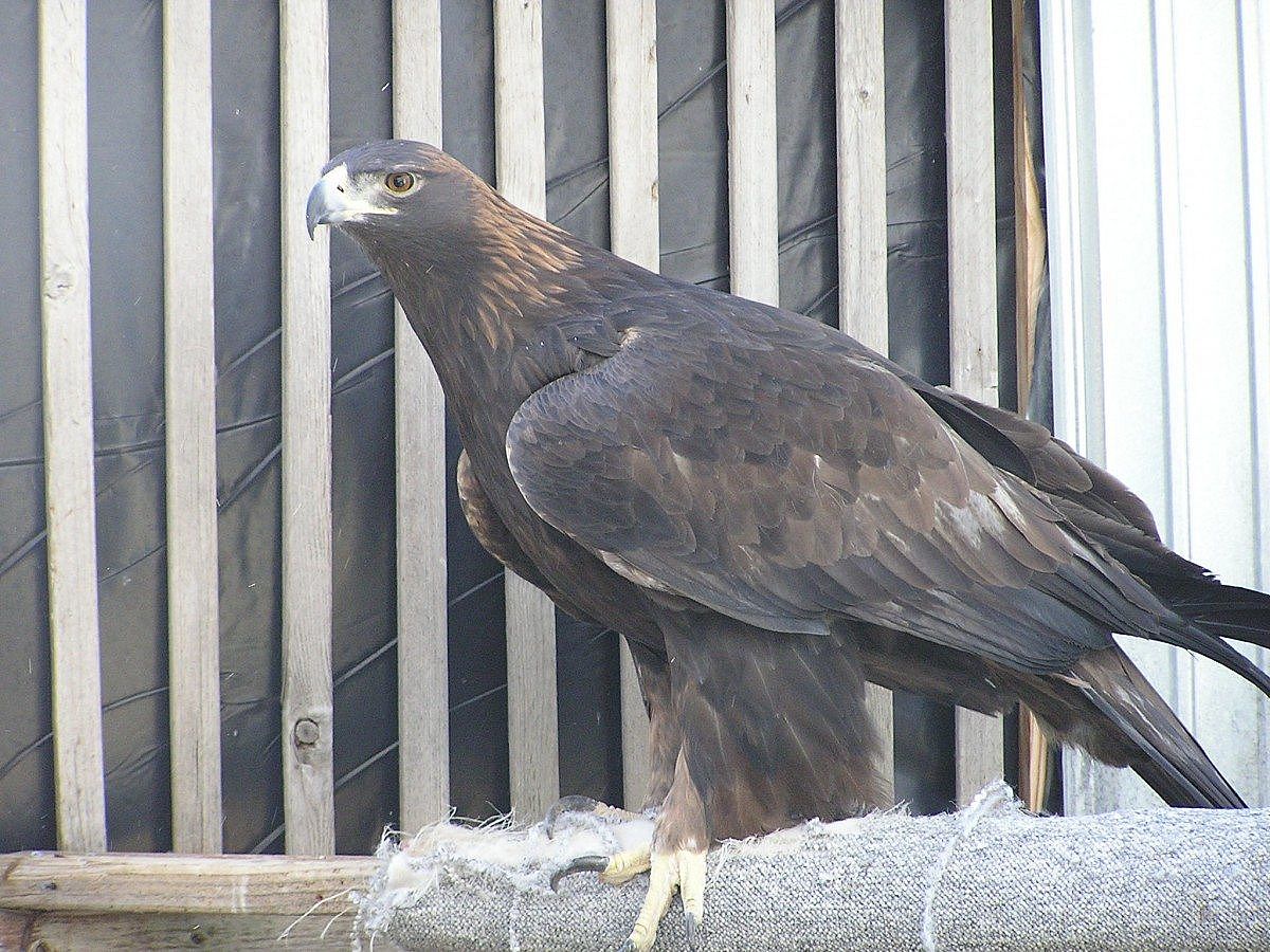 Our newest Avian Ambassador! This photo was taken while she was at the rehab center