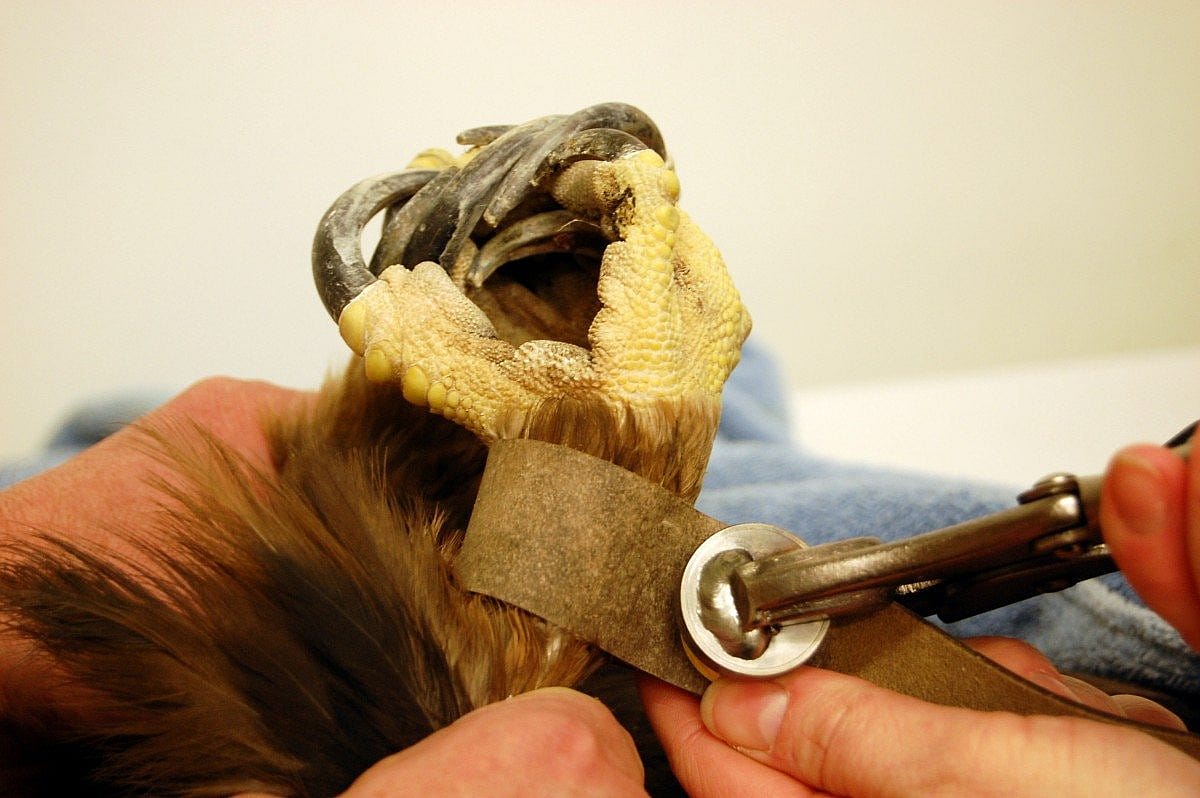 Setting the grommets on her anklets.