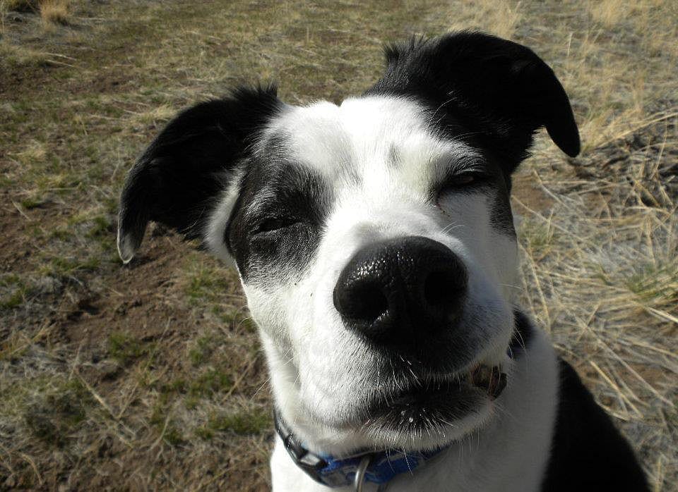 This is my dog, Tucker. He is always excited to go visit Grandma in South Dakota.