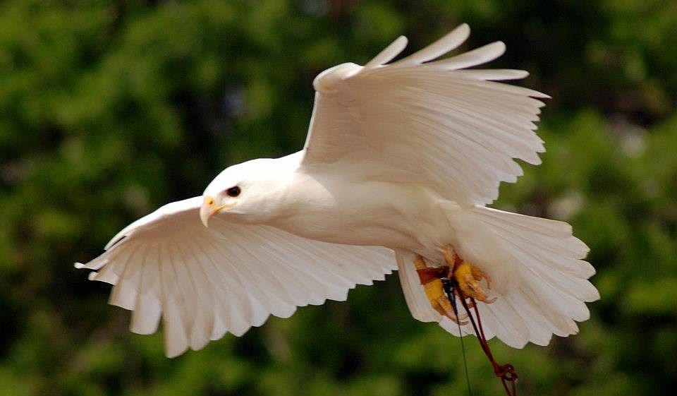 Such a beautiful bird!