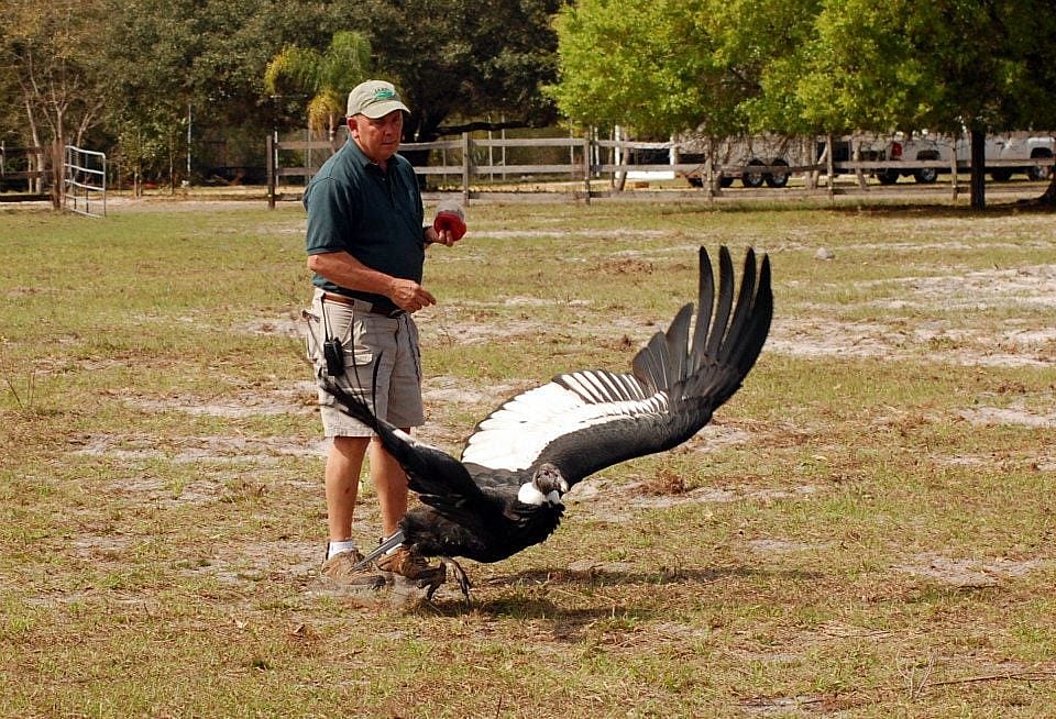 Steve Martin of NEI sending Sadie back to the top of the platform.