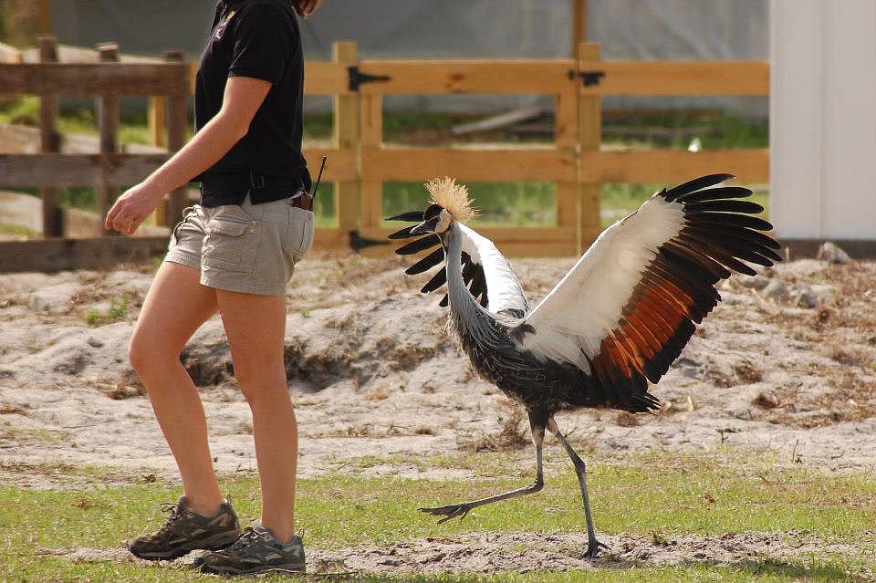 Crowned crane on a walk.