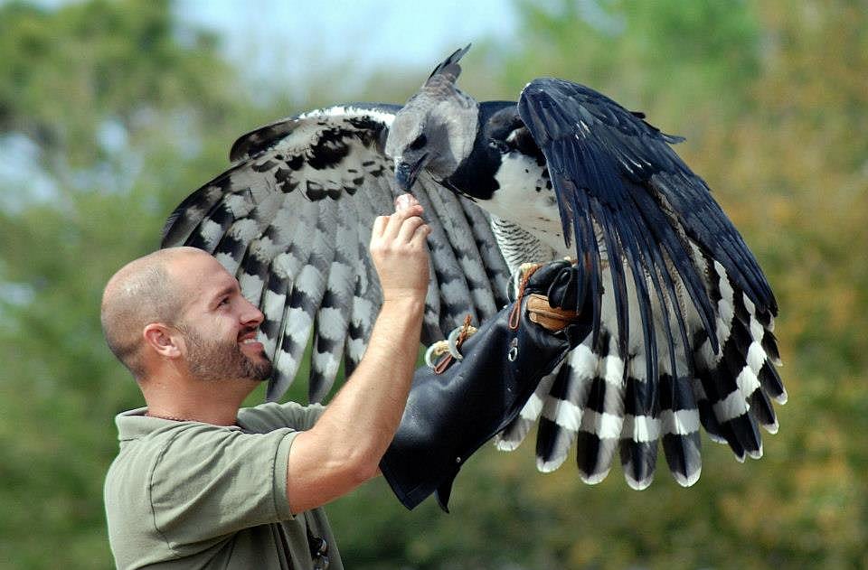 "Luigi," the Harpy Eagle and his handler, Scott.