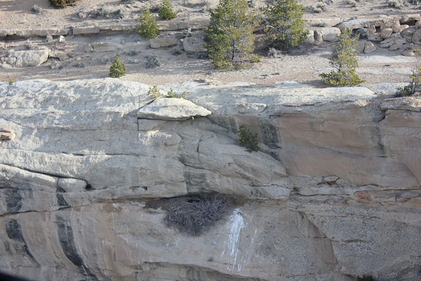 An active aerie, with an incubating golden eagle!