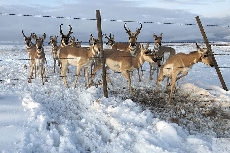 Pronghorn negotiating a barbed wire fence. Image by Joe Riis from 'Pronghorn Passage'