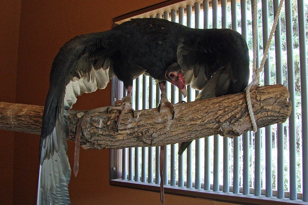 Suli in her mew (the room that is her home).