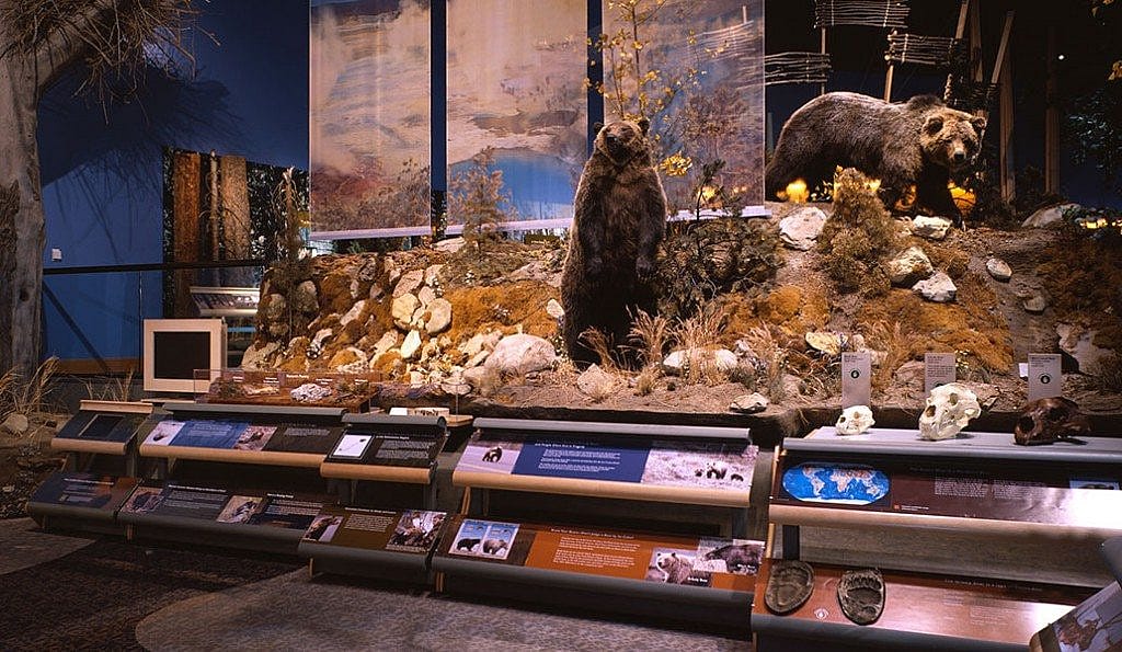 Explore the Draper Natural History Museum's bear exhibit featuring realistic grizzly bear specimens, a mother and cub, set in a detailed natural habitat display.