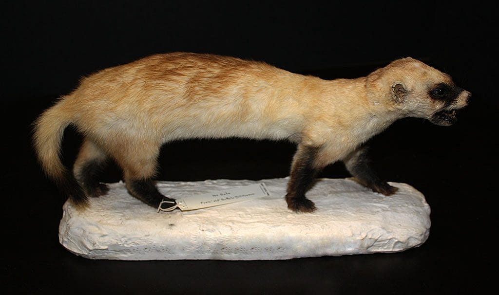 Black-footed ferret (Mustela nigripes) specimen. NH.305.100