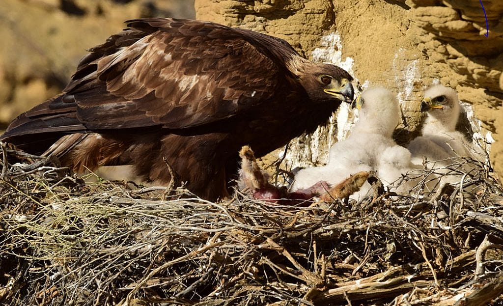 A golden eagle feeds her hungry nestlings. Moosejaw Bravo photo.