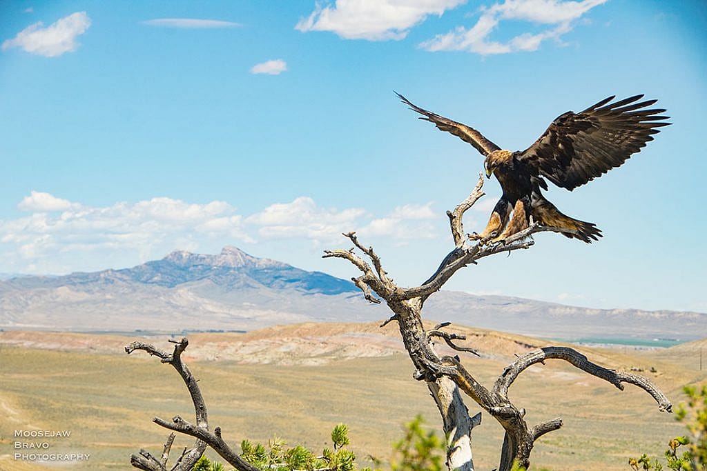 East of Cody, Wyoming, with Heart Mountain as the backdrop, a golden eagle alights on a branch. Moosejaw Bravo Photography.