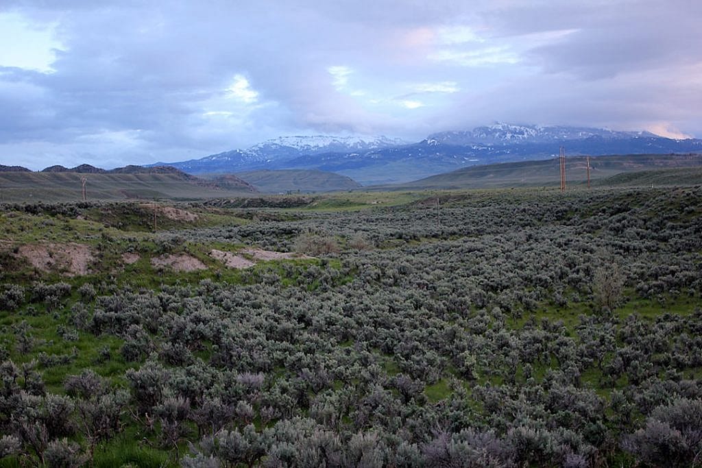 The sagebrush-steppe environment near Cody, Wyoming, home to numerous golden eagles. C.R. Preston photo.