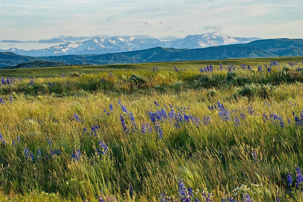 The landscape of the Bighorn Basin, verdant from early summer moisture. Moosejaw Bravo Photography.