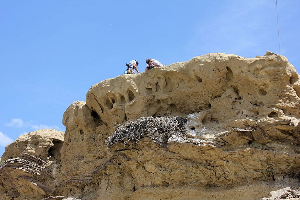 Draper Museum golden eagle research team members Nick Ciaravella and Richard Jones observe the Rattlesnake Gulch nest from above. C.R. Preston photo.