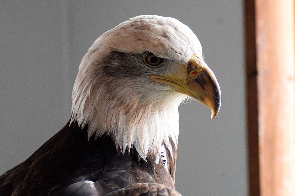 Jade, the Draper Museum Raptor Experience's bald eagle.
