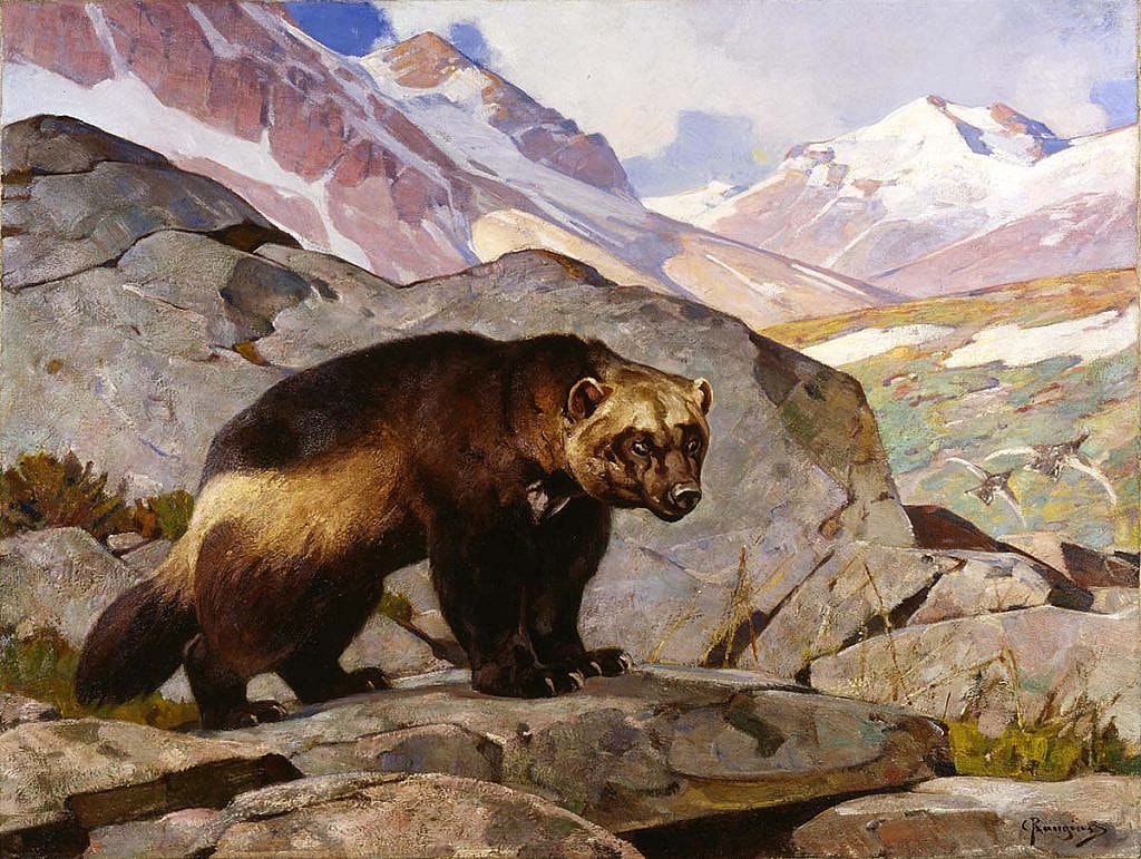 Carl Rungius (1869-1959). Wolverine in a Rocky Mountain Landscape, Alberta, 1919. Oil on canvas, 33.858 x 44.094 inches. Gift of Jackson Hole Preserve, Inc. 16.93.3