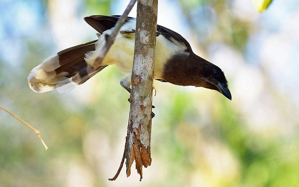Brown Jay perched on a broken branch.