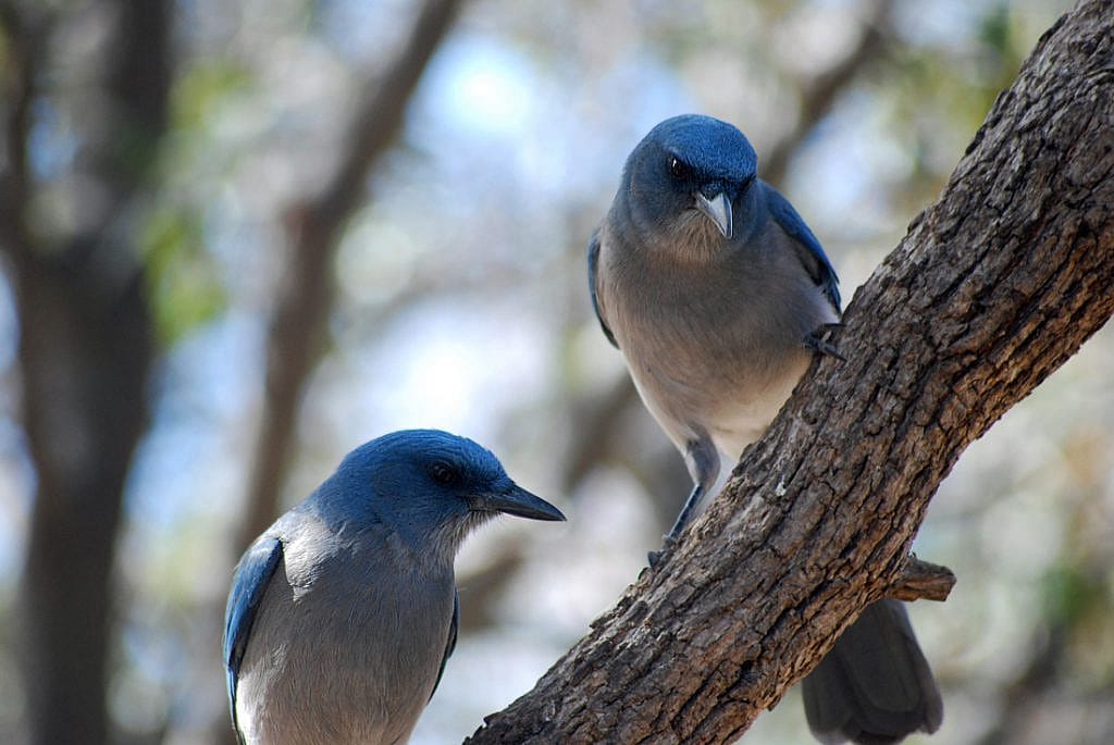 Two Mexican Jays side by side on a branch.