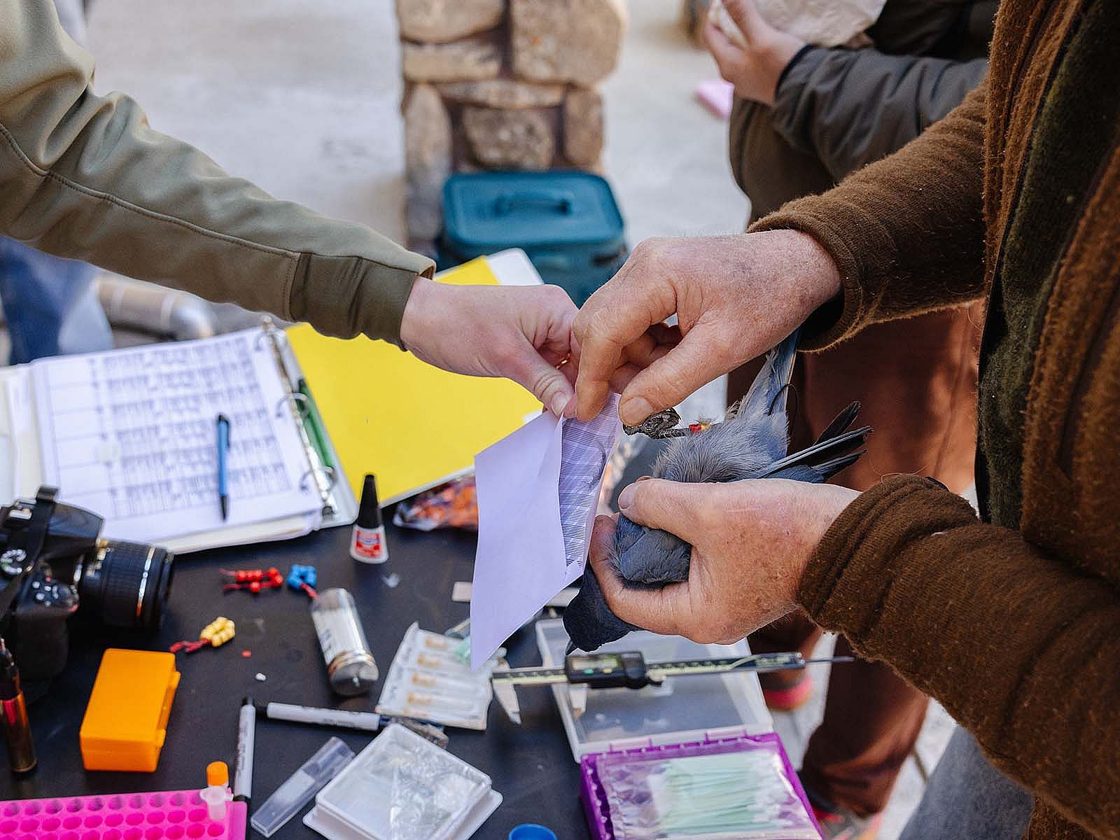 Researcher hands shown taking feather samples from a pinyon jay.