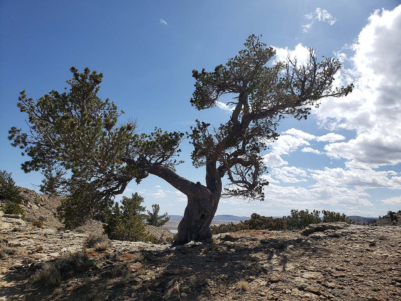 Large gnarled, old-growth limber pine tree.