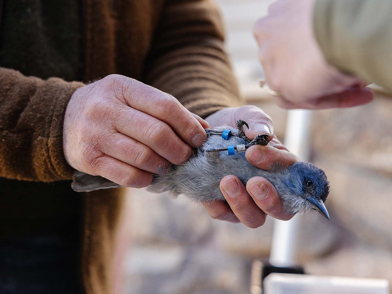 Researcher showing blue color bands on a Pinyon Jay's legs