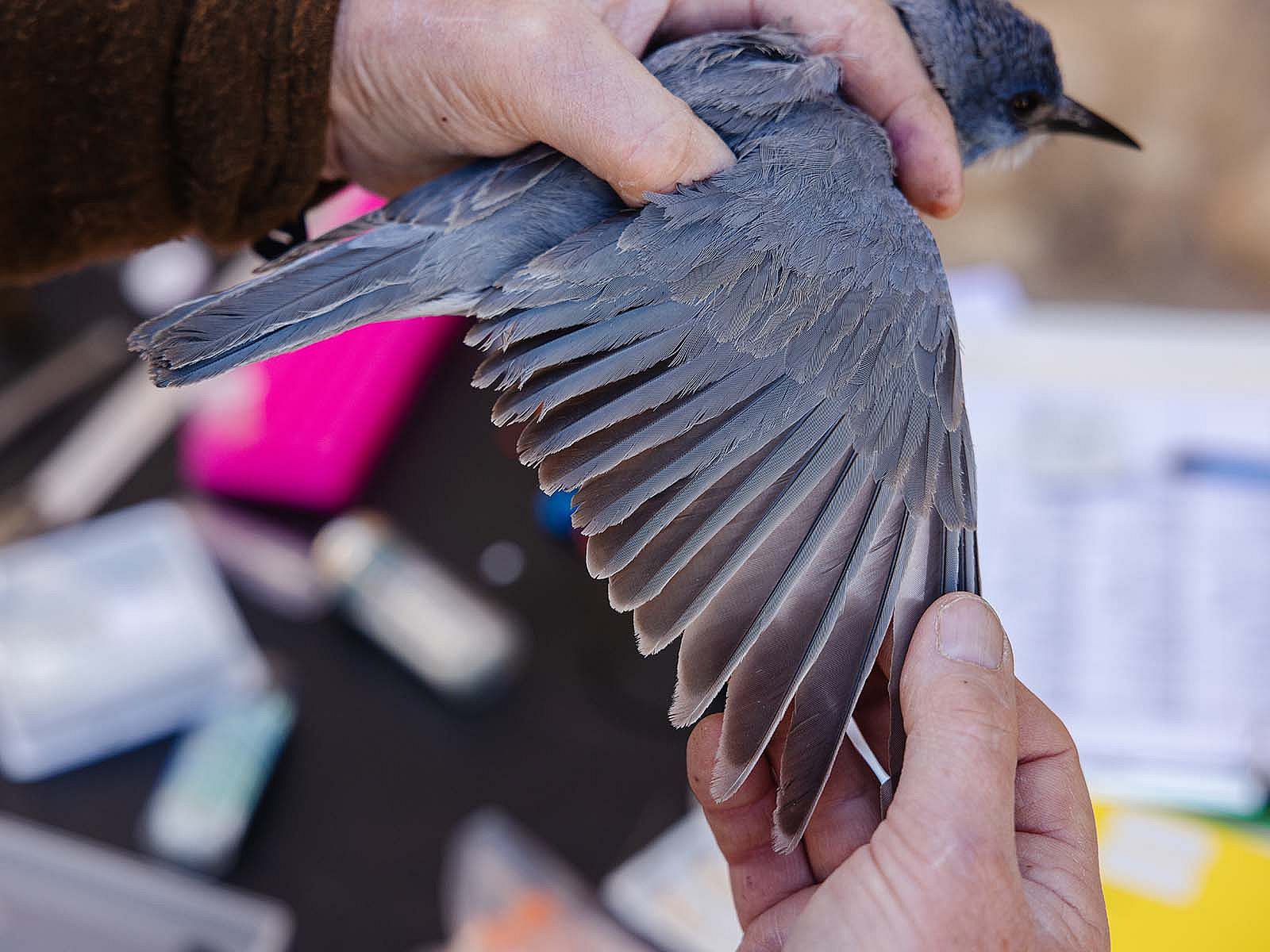 Hands holding a pinyon jay with wing feathers spread.