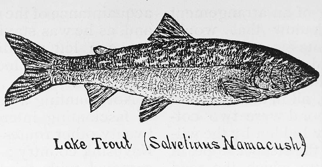 Lake Trout (Salveliaus Namacush)