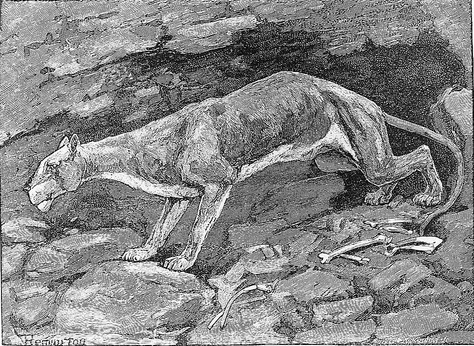 On the Ledge Stood a Huge Panther
