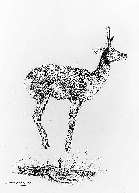 Antelope Killing a "Rattler"