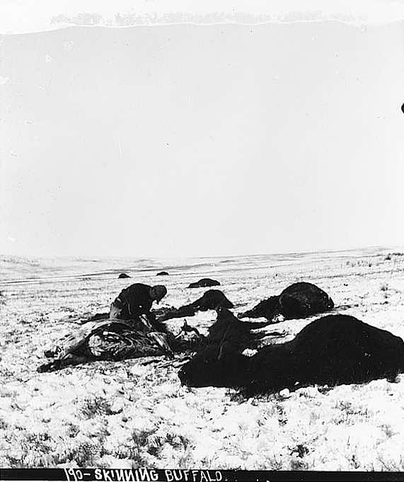 Skinning Buffalo (L.A. Huffman)