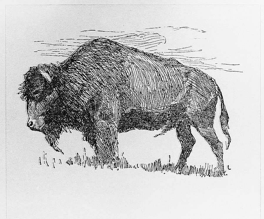 Buffalo, from Photograph Taken from Life