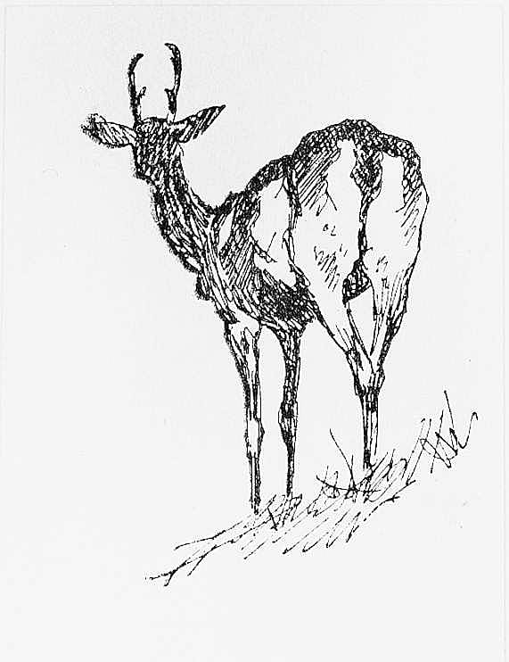 Deer