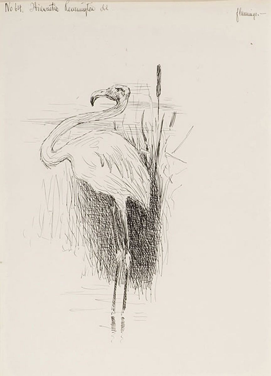 Flamingo