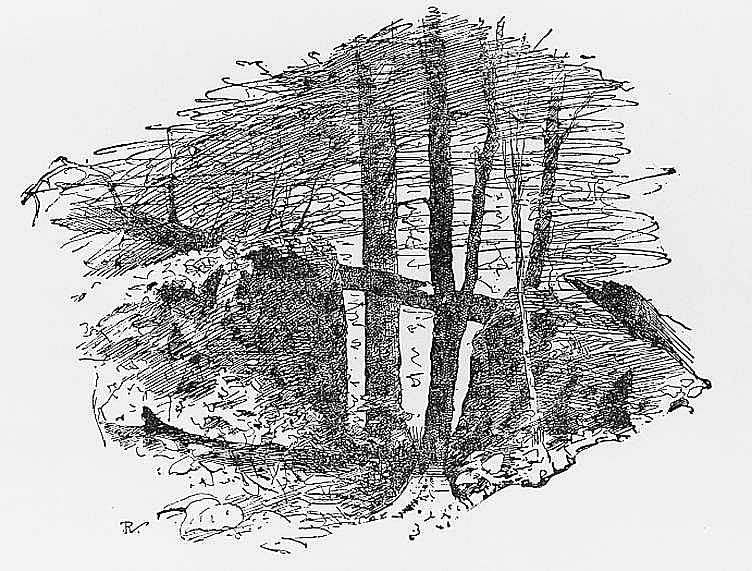 Forest Scene