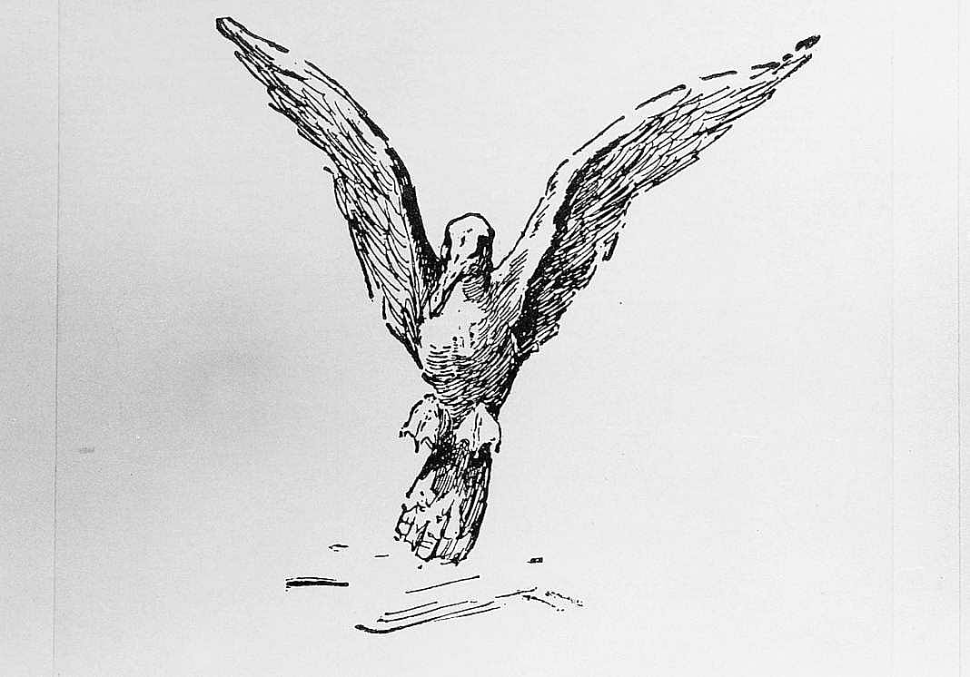 Gull