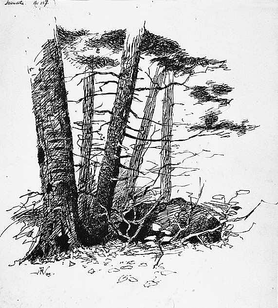 Pine-Trees