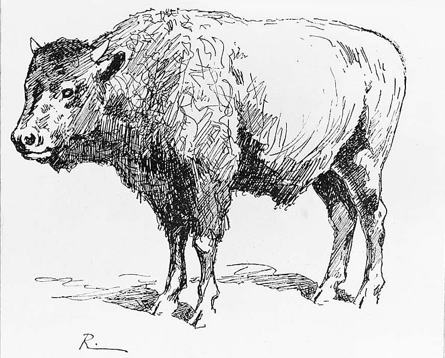 Calf, Three-Fourths Buffalo