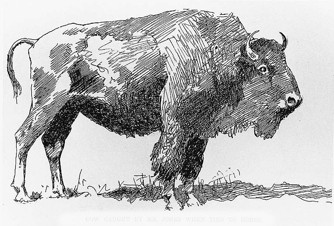 Cow Caught by Mr. Jones When Tied to Horse