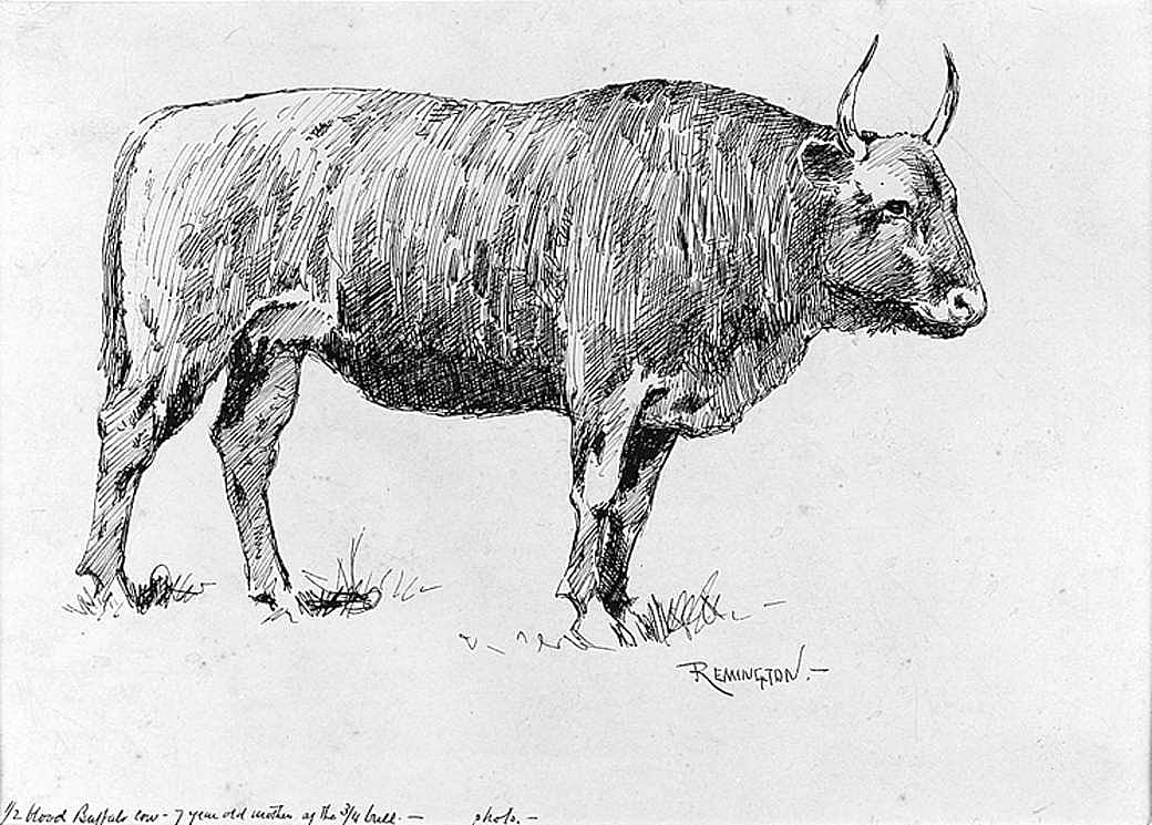 Half-Blooded Buffalo Cow, Seven Years Old