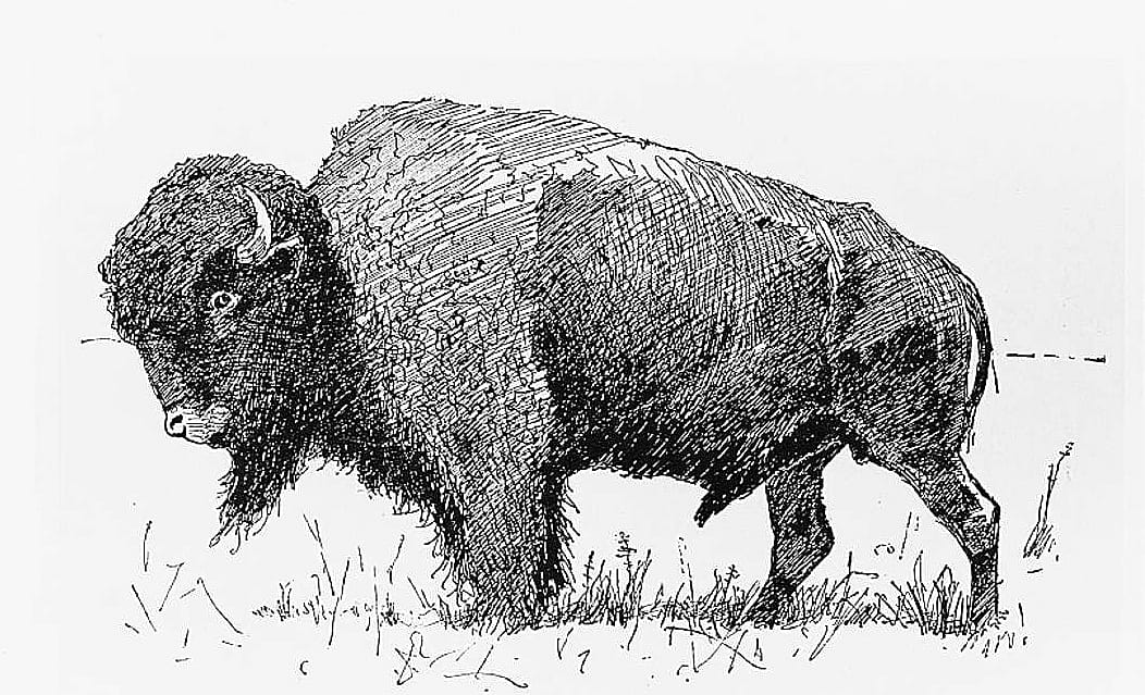 Six-Year-Old Bull