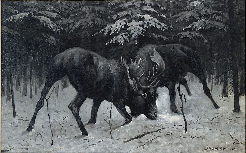 A Moose Bull Fight
