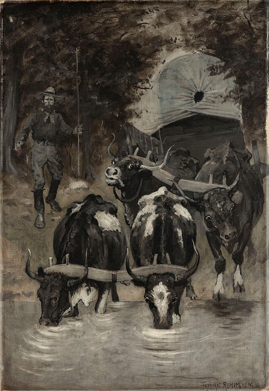 Thirsty Oxen Stampeding for Water