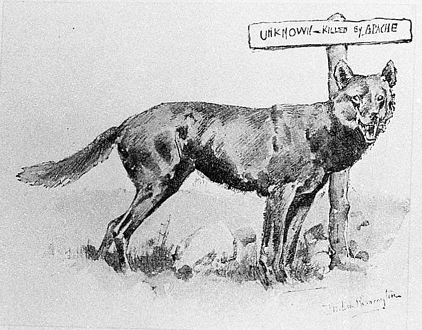 Untitled ("An Outpost of Civilization," headpiece, wolf standing next to sign that says, "Unknown--Killed by Apache")