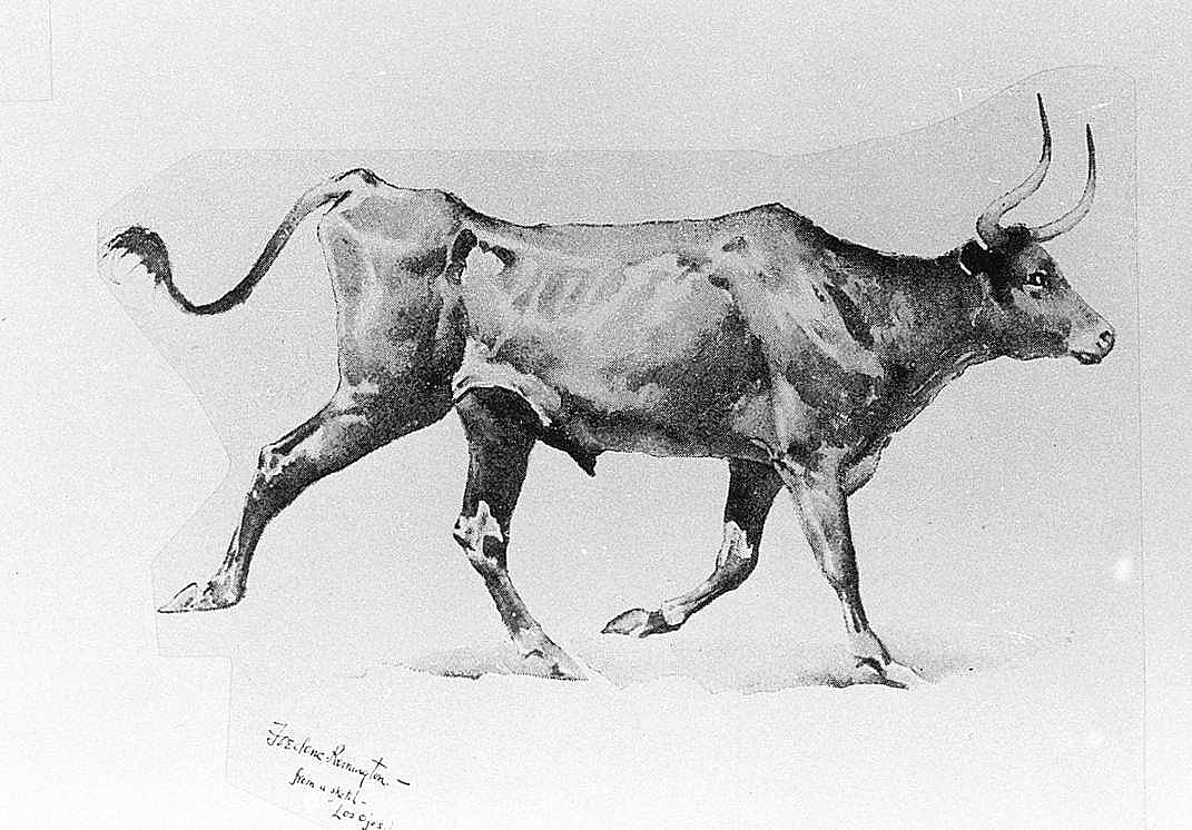 A Mexican Steer