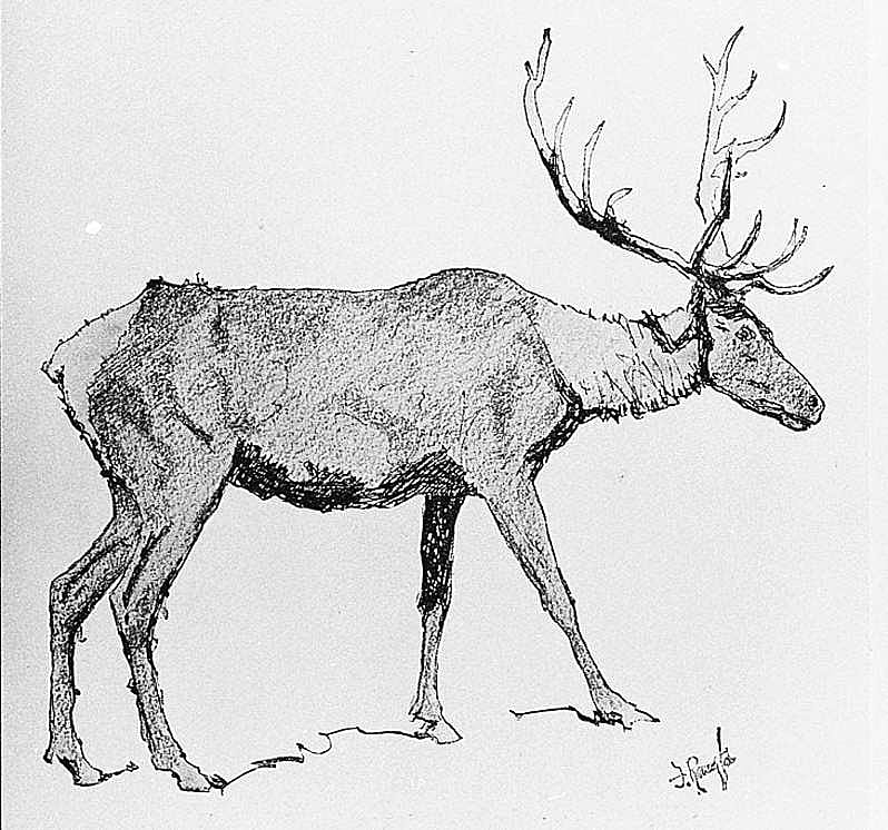 Untitled (Done in the Open, elk)