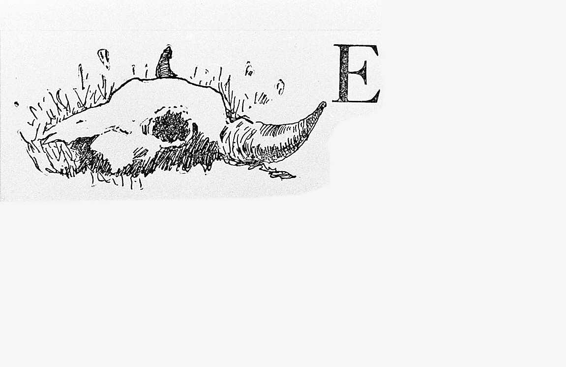 Untitled (John Ermine of the Yellowstone, initial-piece for letter E, skull)