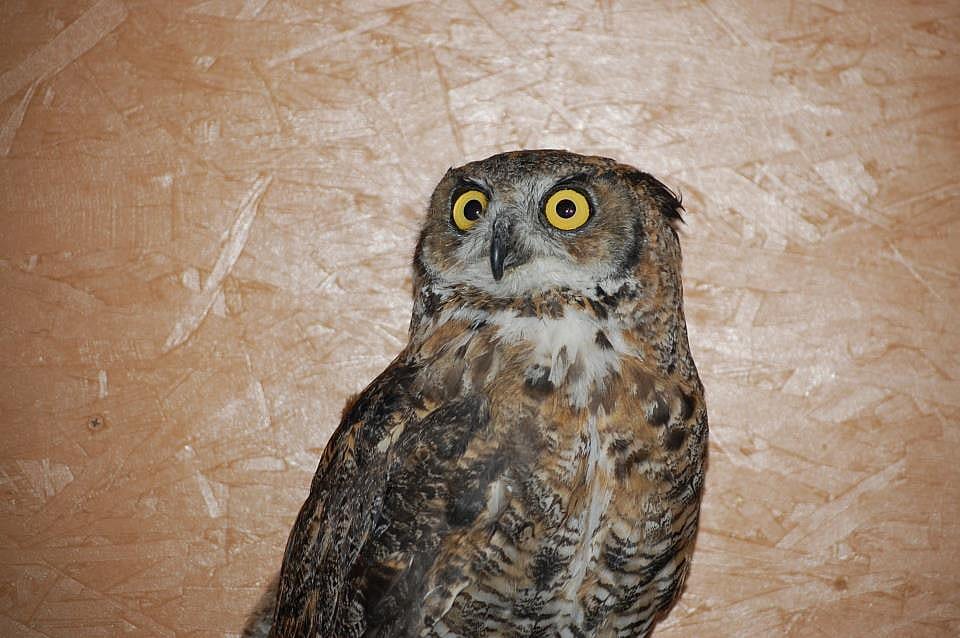 Great horned owl Teasdale shortly after arriving at his new home with the Draper Museum Raptor Experience.