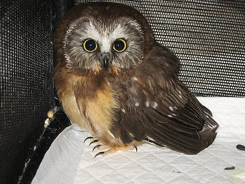 That's an actual picture of an owl at the Center of the West. She's just a fledgeling!